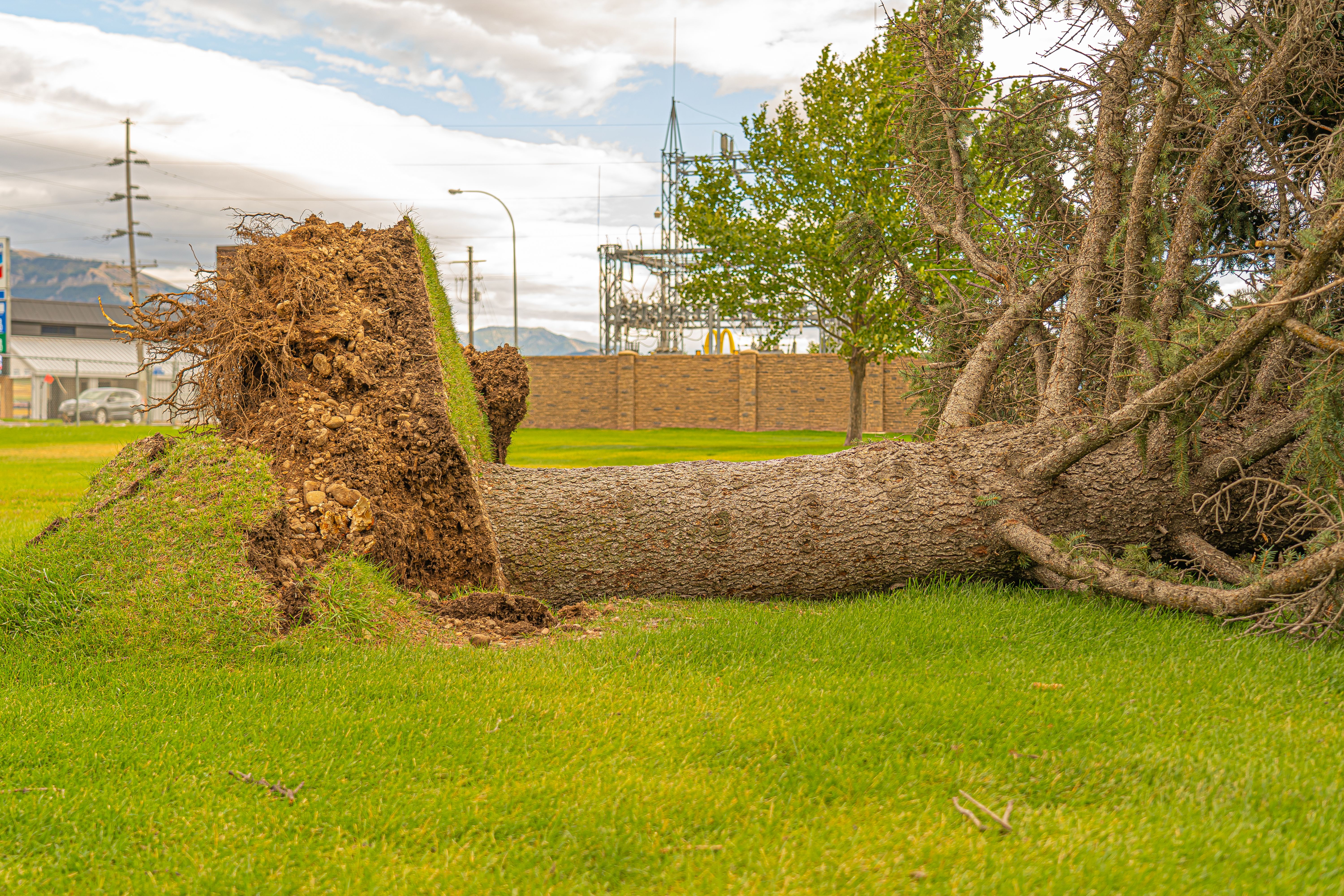 Drought Damage Recovery