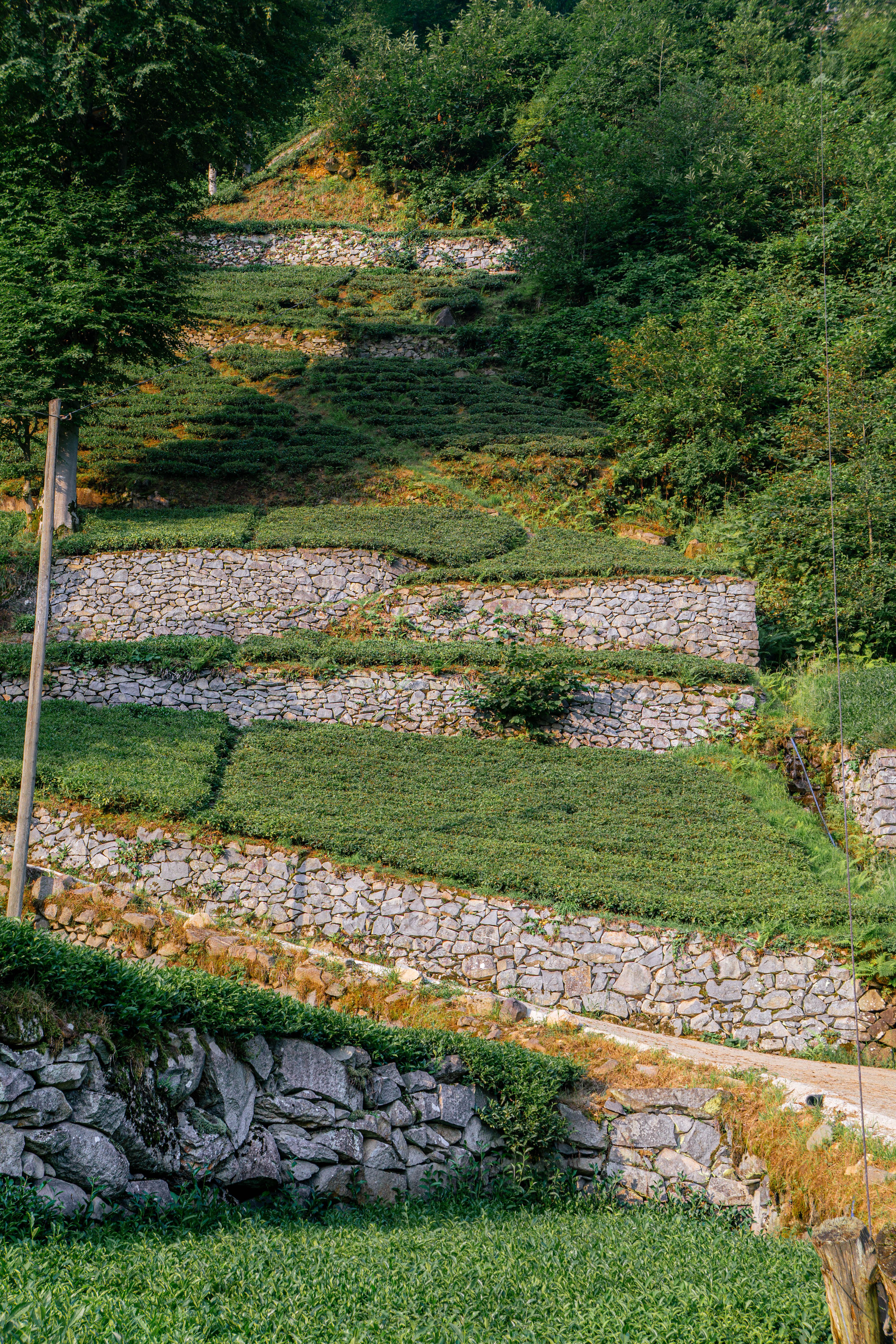 Terraced Gardens