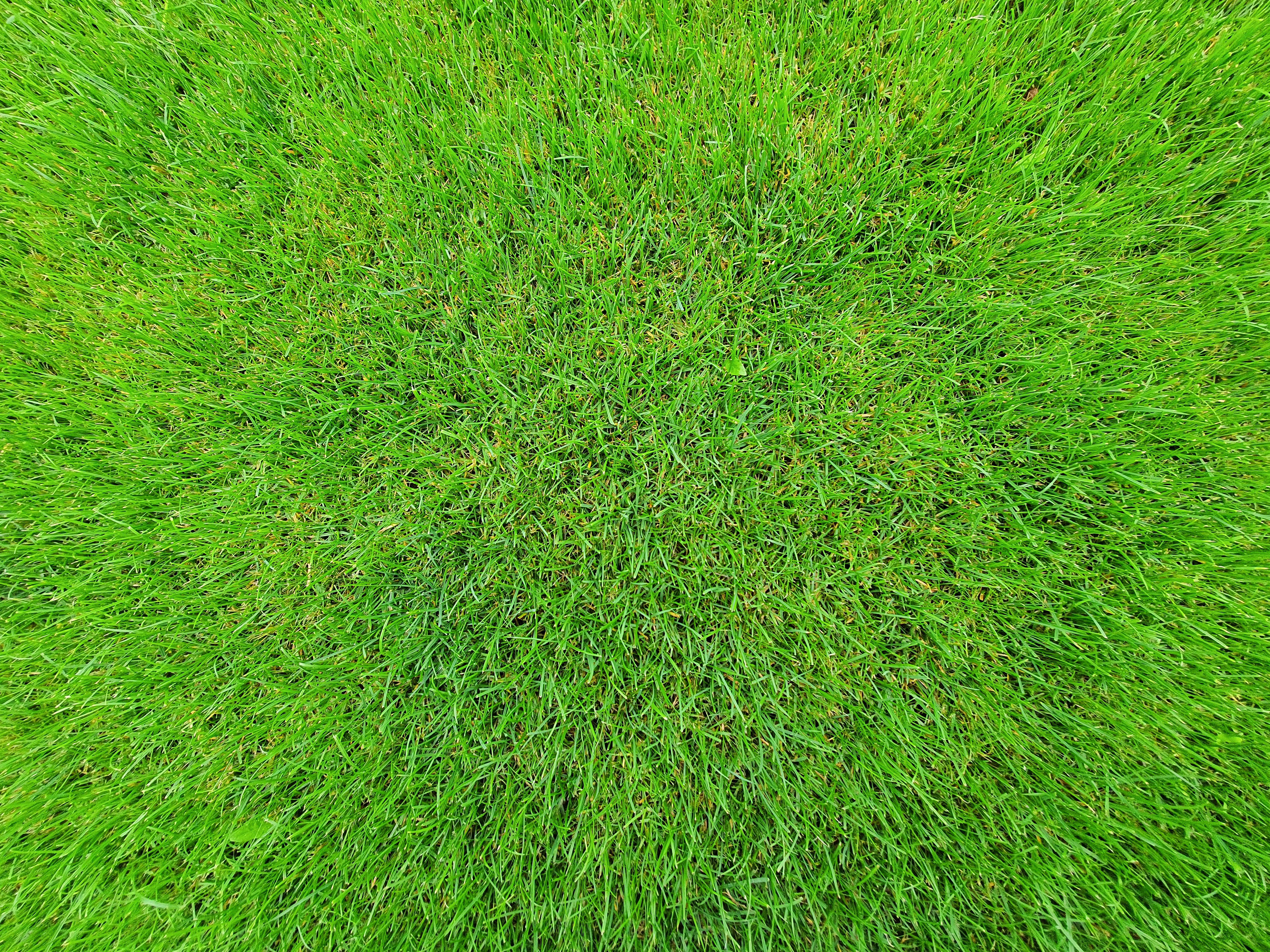 Overseeding & Thickening